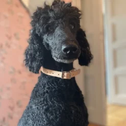 Hundhalsband 18mm Natur