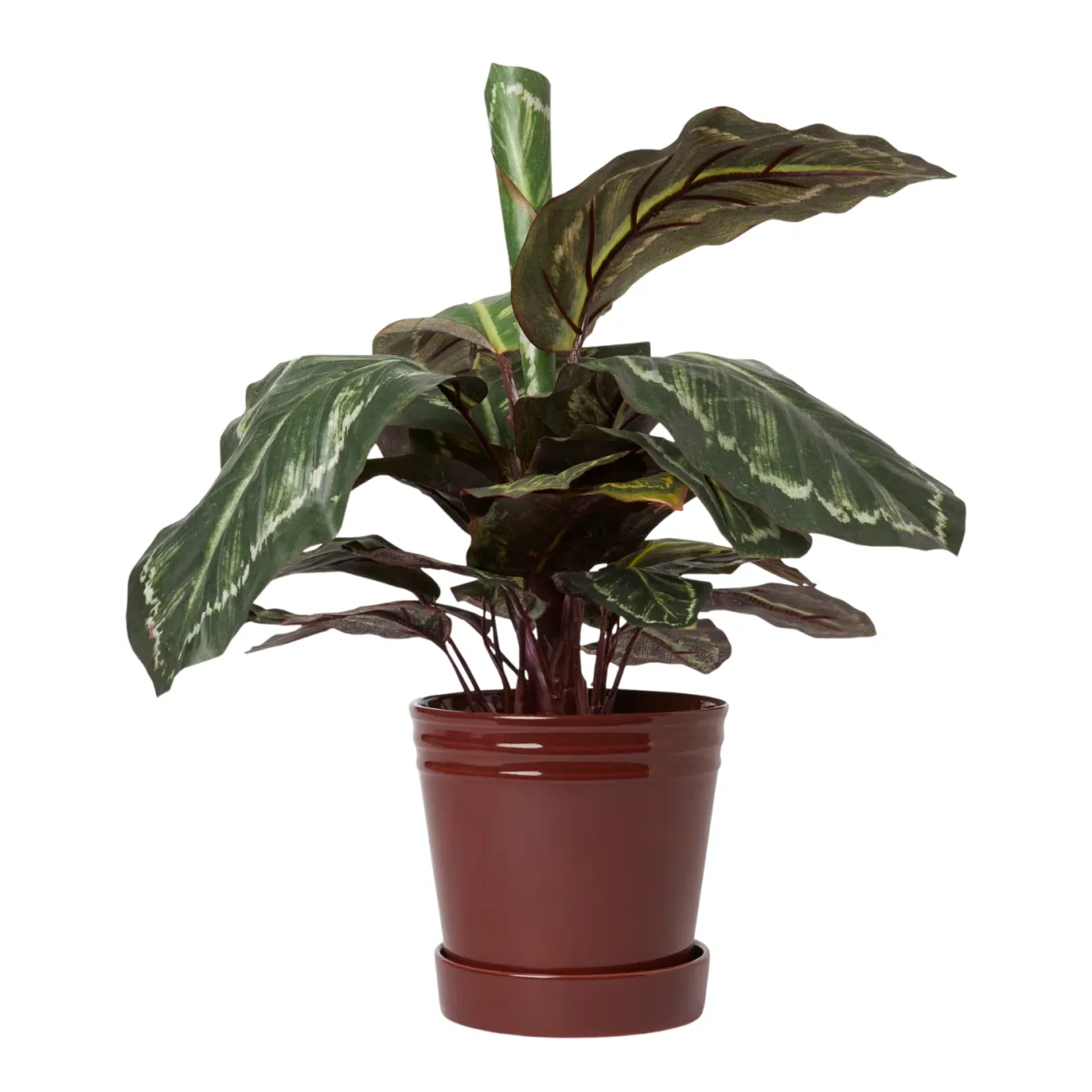 Kruka Alve M Burgundy