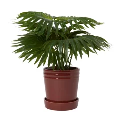 Kruka Alve S Burgundy