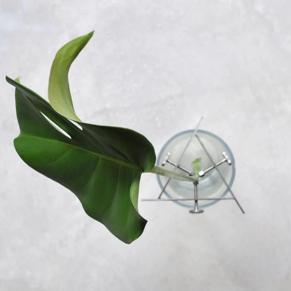 Växtställ Regrow Svart