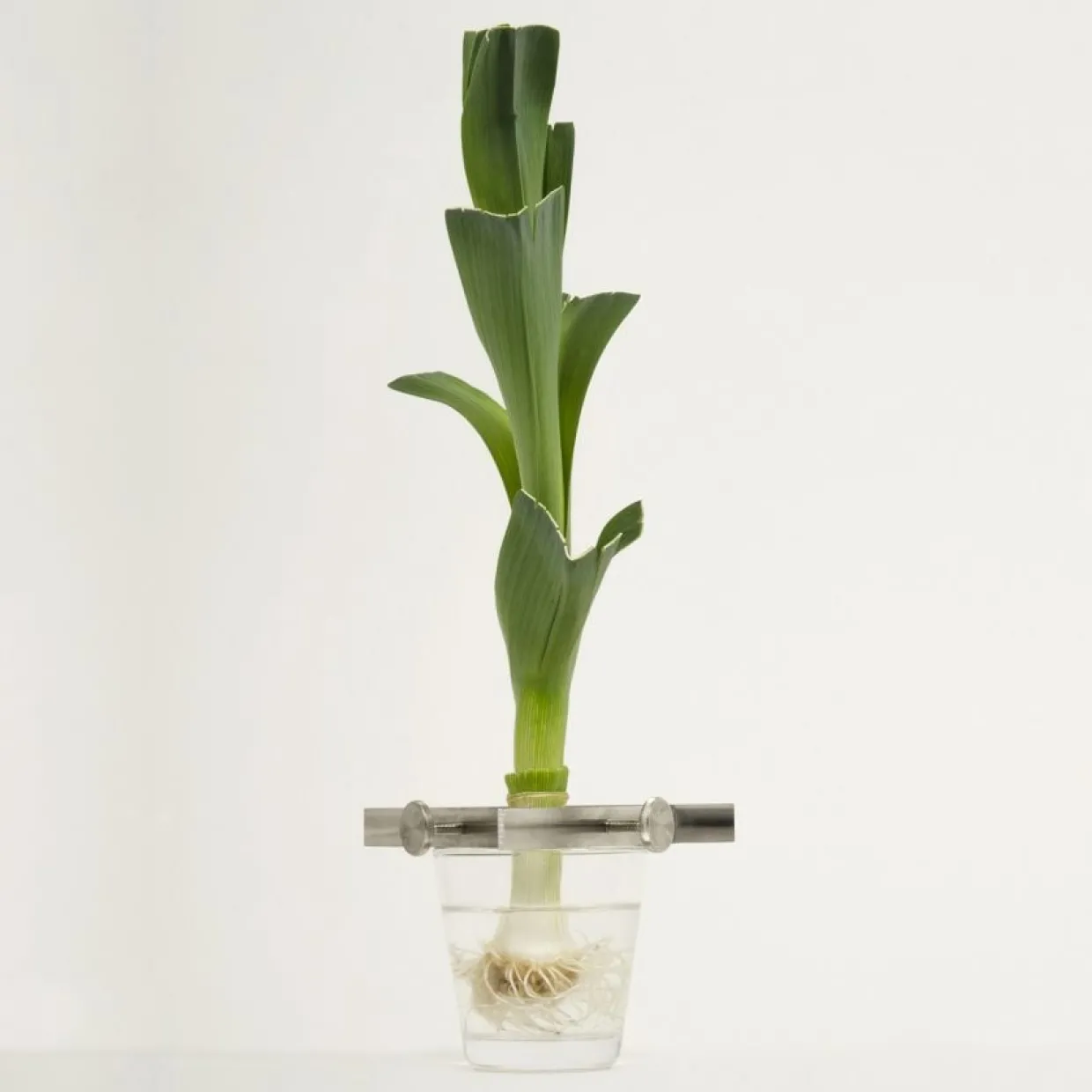 Växtställ Regrow Svart